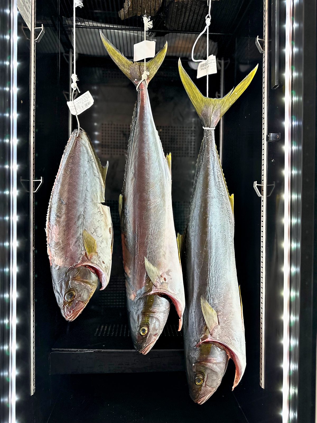 Peixes inteiros em maturação na câmara, MaturaMeat